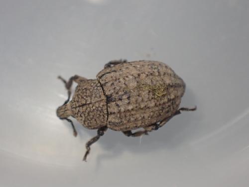 Minyops carinatus